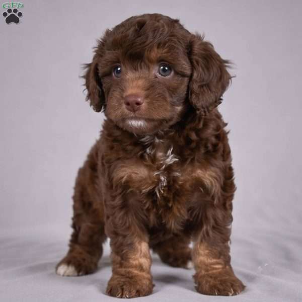 Judy, Cockapoo Puppy